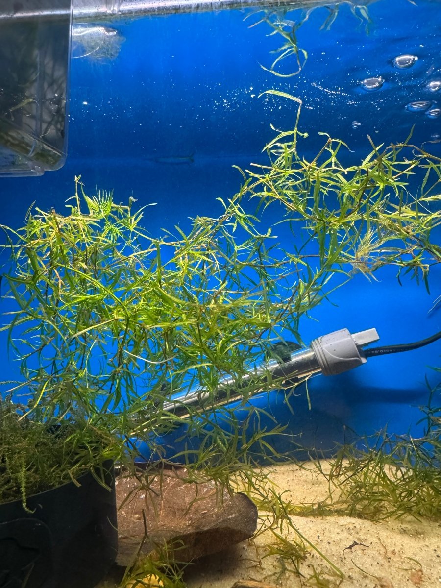 Guppy Grass freshwater fish for sale - Legacy Line Aquatics LLC