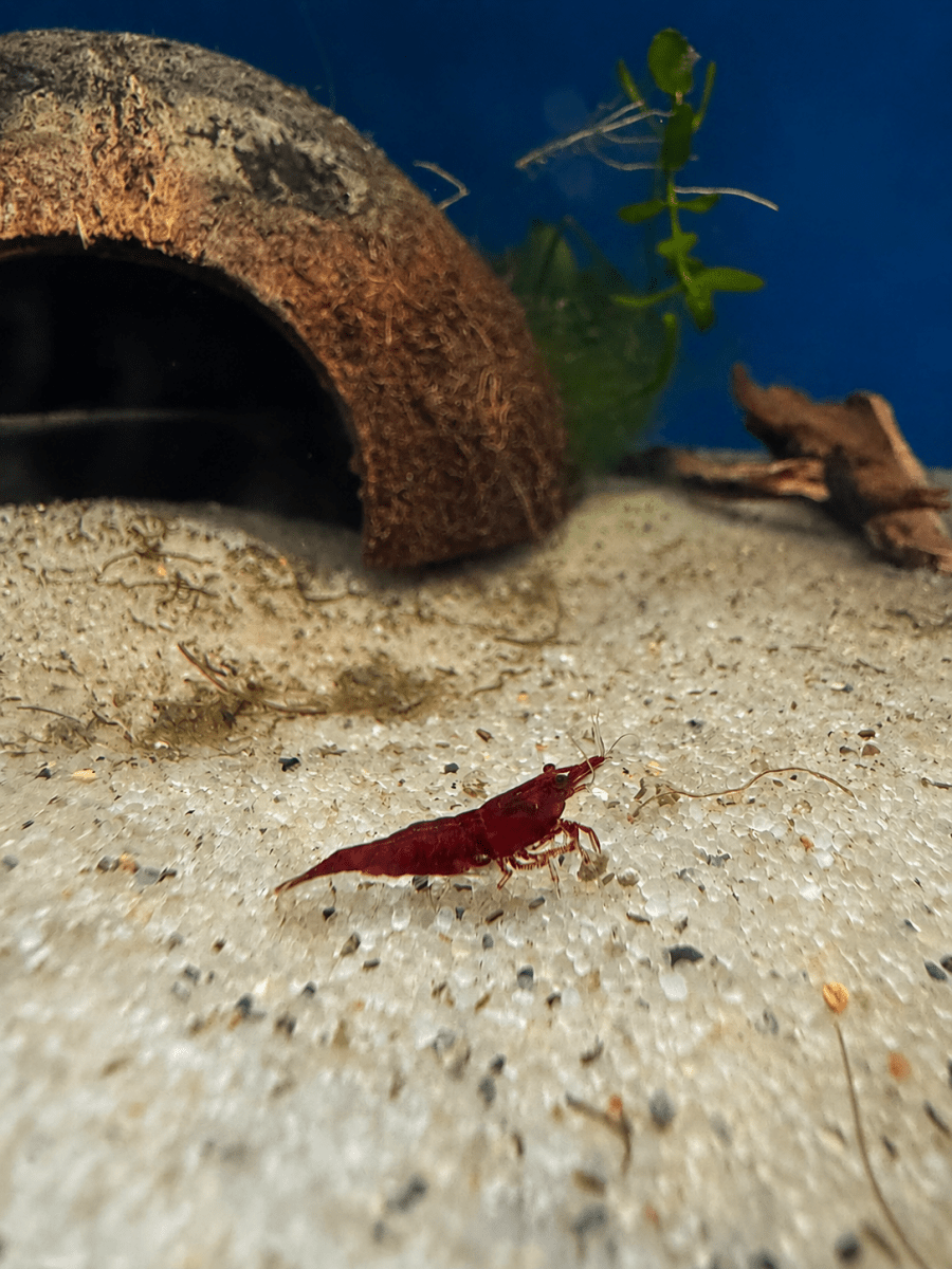 Neocaridina Fire Red Cherry Shrimp freshwater fish for sale - Legacy Line Aquatics LLC