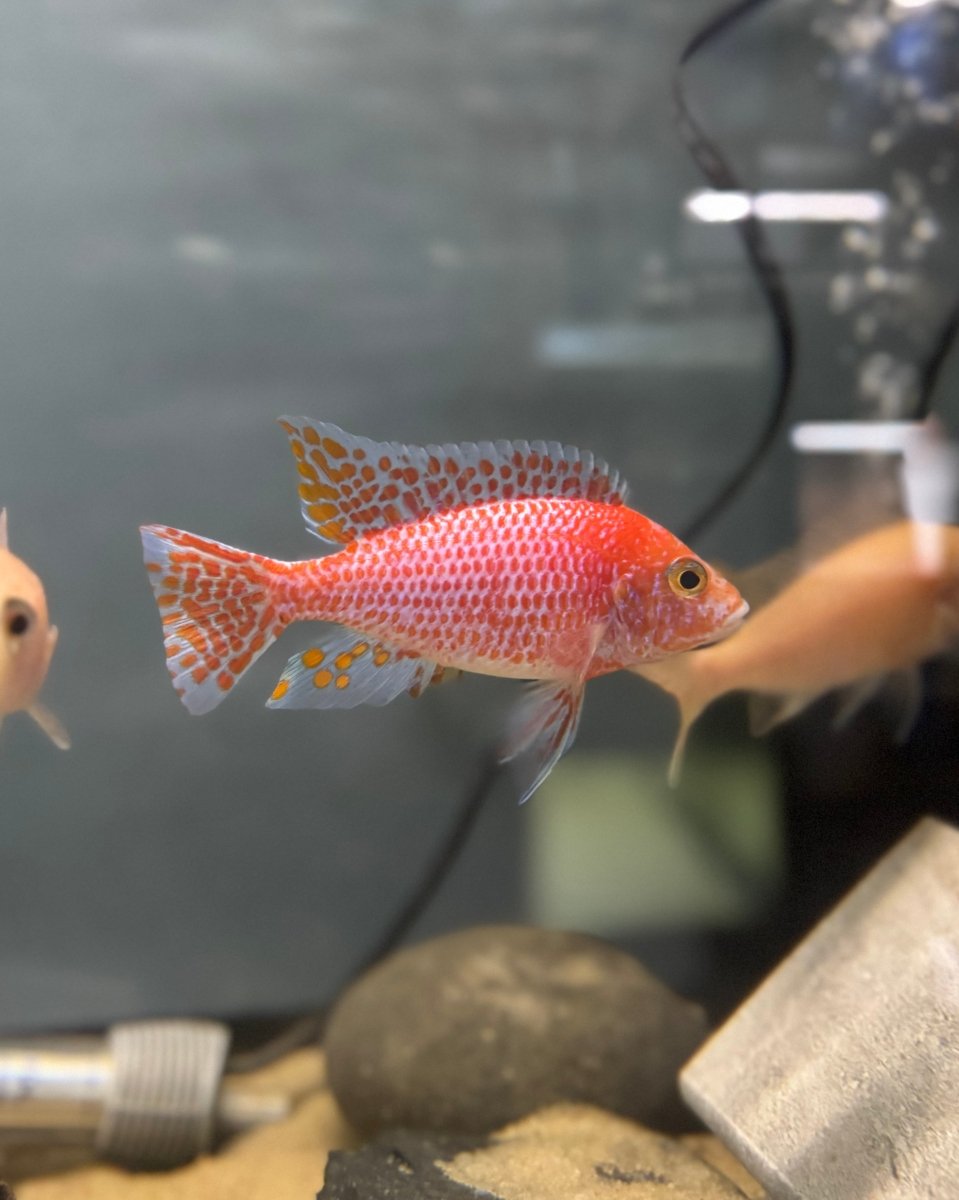 Dragonblood Peacock (Aulonocara sp. “Dragon Blood”) freshwater fish for sale - Legacy Line Aquatics LLC