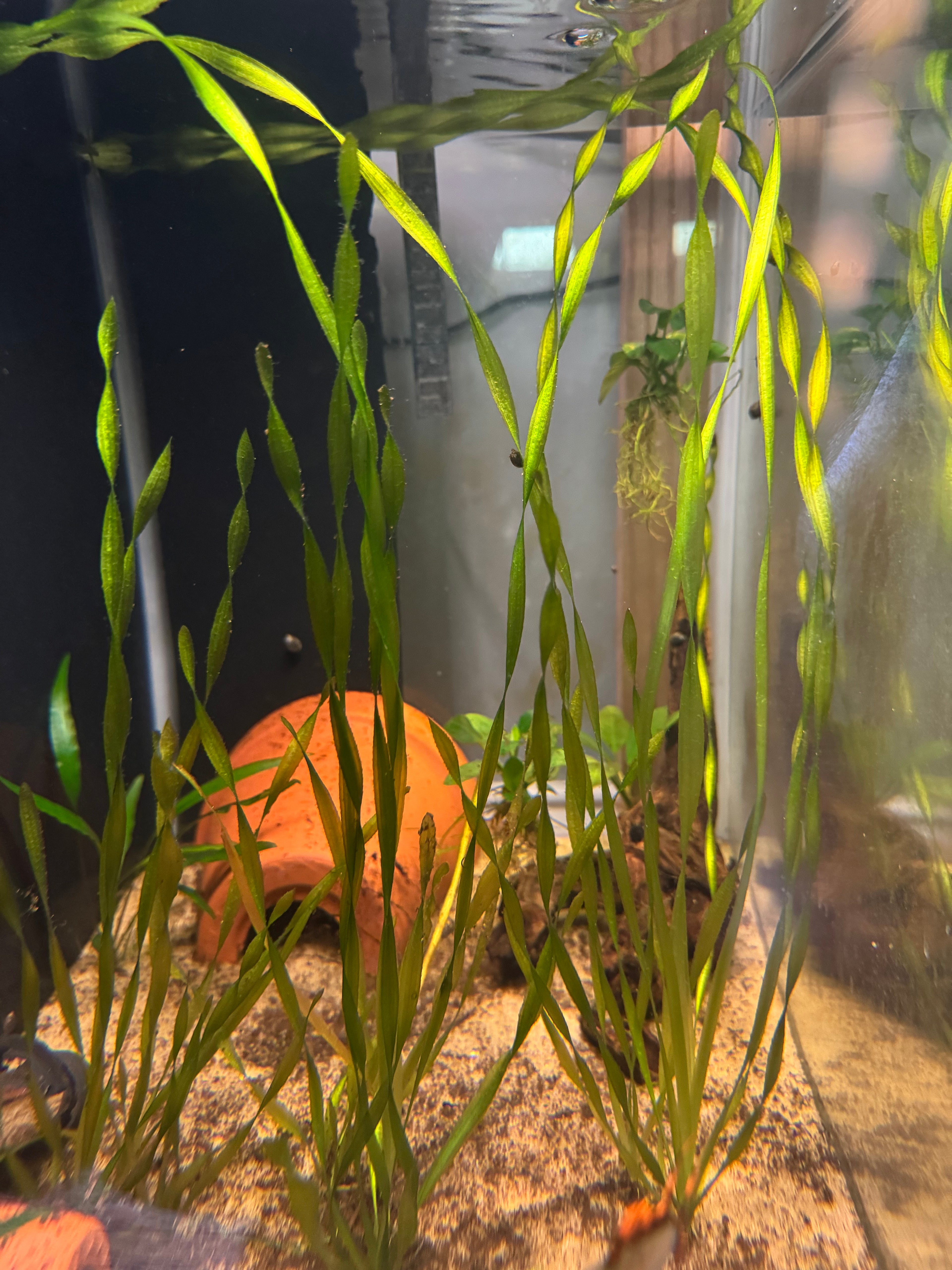 Corkscrew Vallisneria