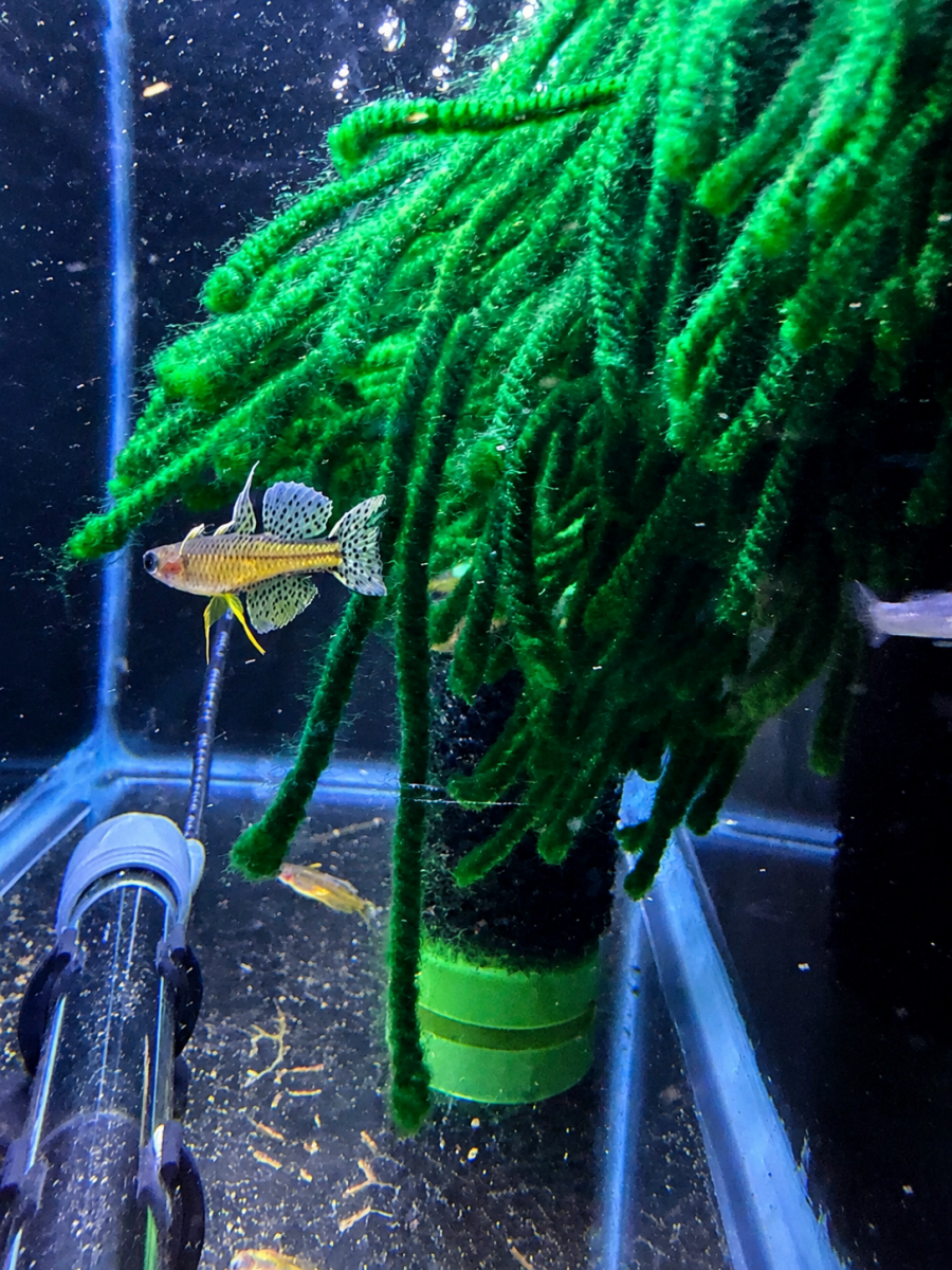 Blue Eye Gertrudae Rainbow (Pseudomugil gertrudae) freshwater fish for sale - Legacy Line Aquatics LLC