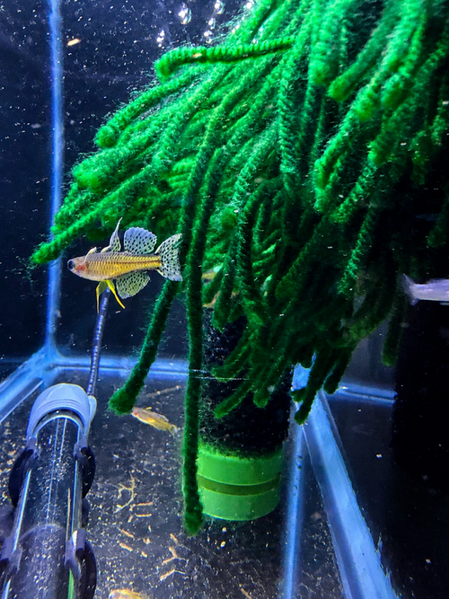 Blue Eye Gertrudae Rainbow (Pseudomugil gertrudae) freshwater fish for sale - Legacy Line Aquatics LLC