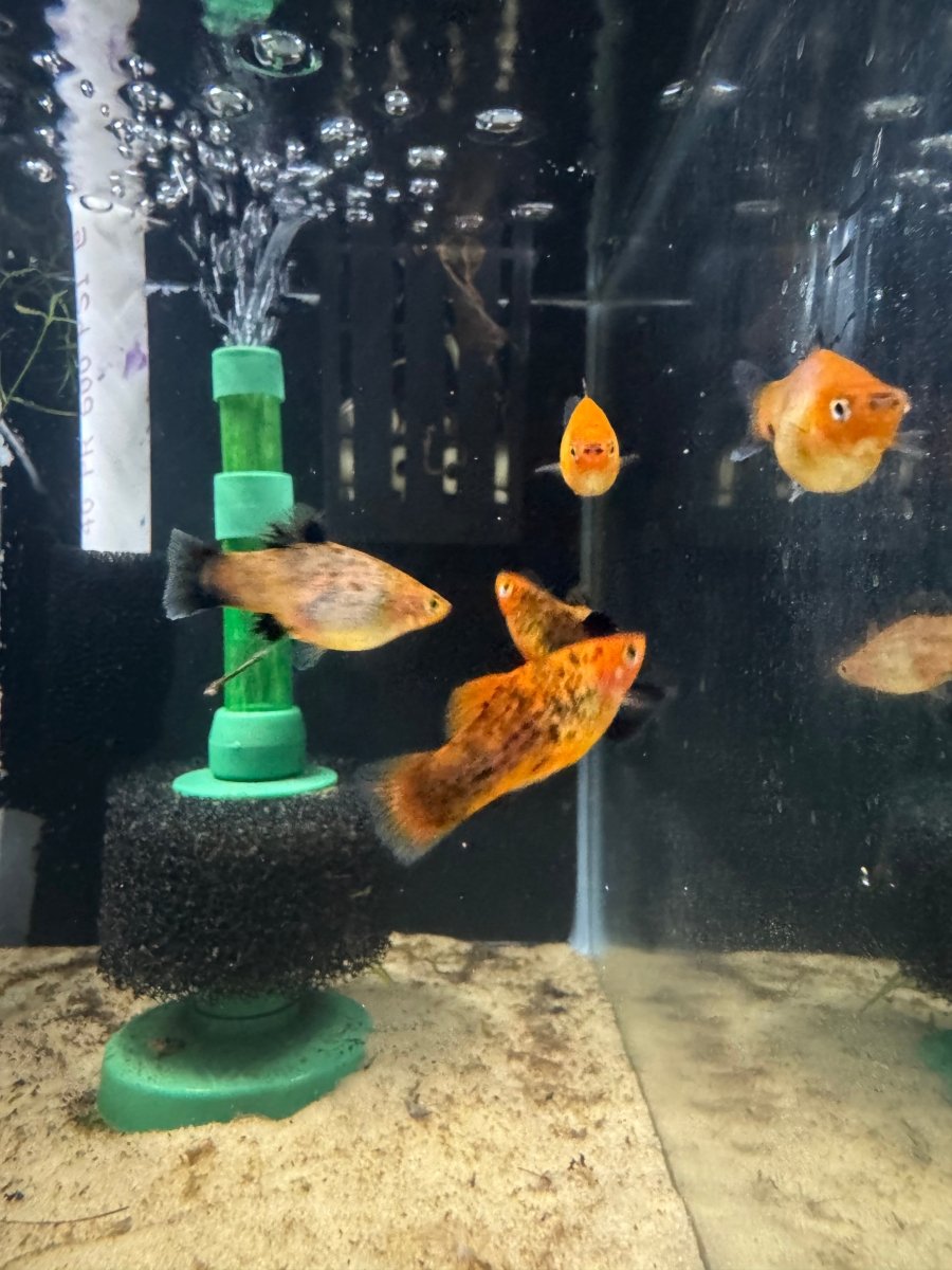 Painted Platy (Xiphophorus maculatus) freshwater fish for sale - Legacy Line Aquatics LLC