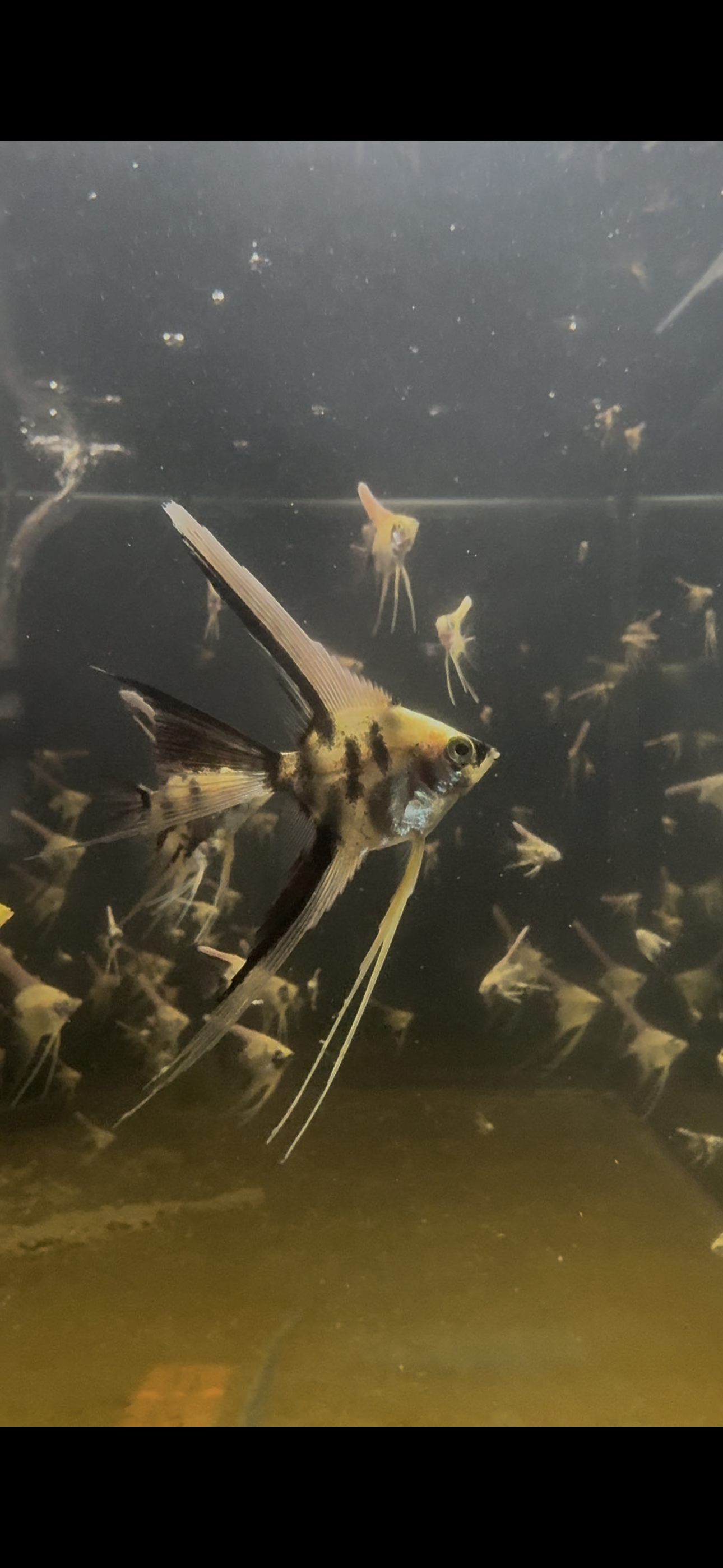 Koi Angelfish freshwater cichlid for sale — locally bred by Legacy Line Aquatics