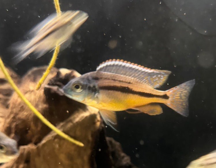 Senga Bay Red Empress (Protomelas taeniolatus) freshwater fish for sale - Legacy Line Aquatics LLC