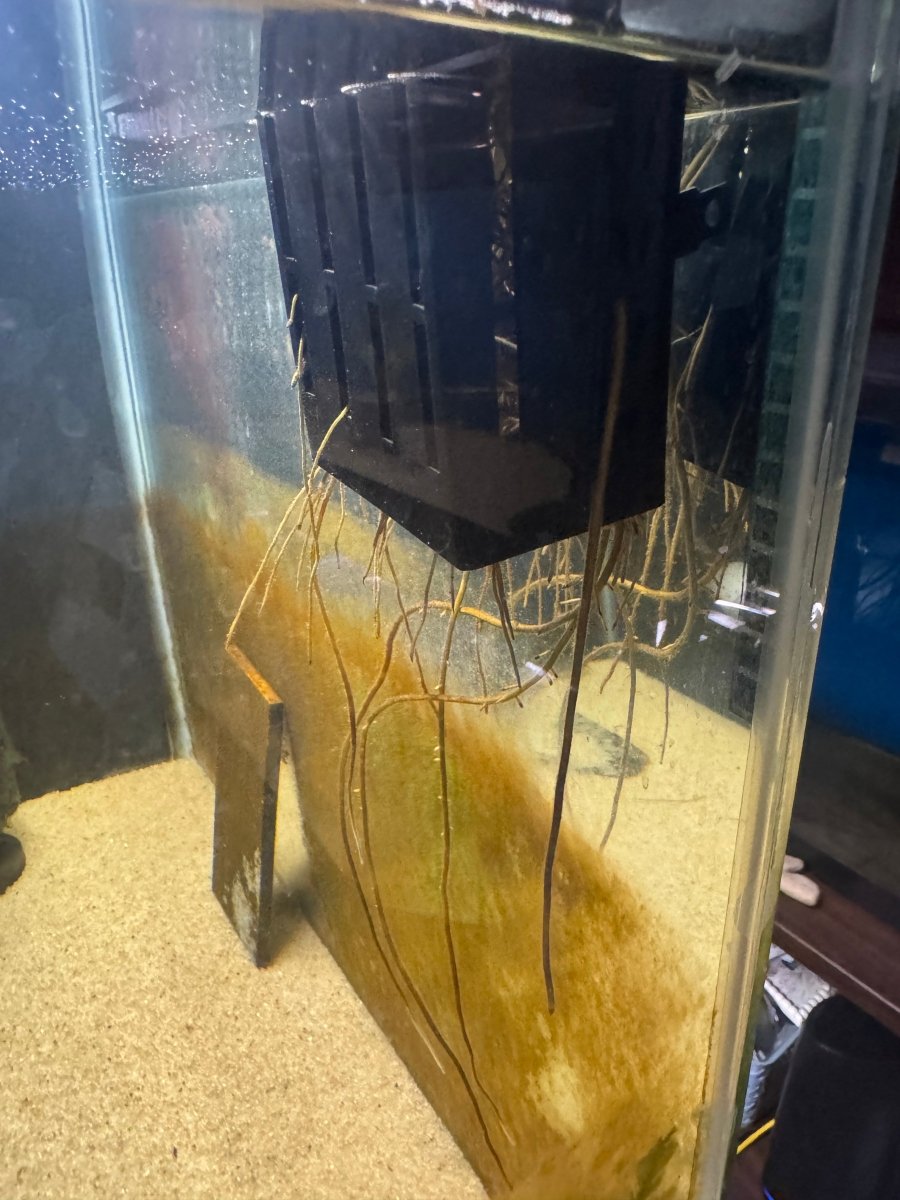 Aquarium Grown Pothos Water Rooted Cutting freshwater fish for sale - Legacy Line Aquatics LLC