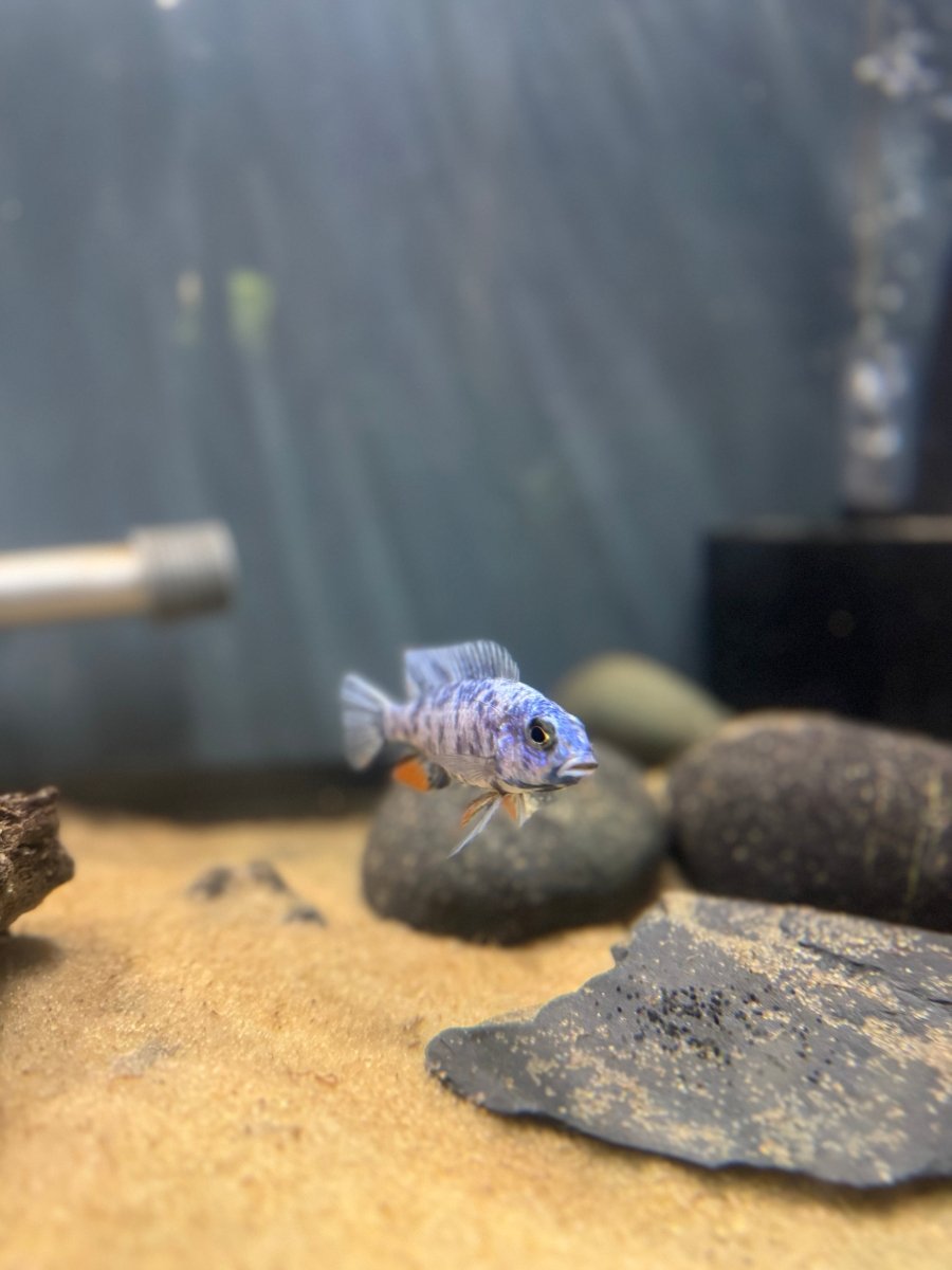 Blueberry OB Fryeri (Sciaenochromis fryeri) freshwater fish for sale - Legacy Line Aquatics LLC
