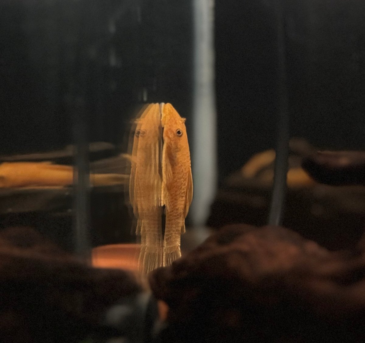Bristlenose Pleco | Mixed-Color Line freshwater fish for sale - Legacy Line Aquatics LLC