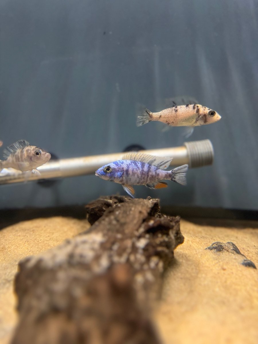 Blueberry OB Fryeri (Sciaenochromis fryeri) freshwater fish for sale - Legacy Line Aquatics LLC
