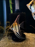 Manacapuru Angelfish (Pterophyllum scalare var. Manacapuru) freshwater fish for sale - Legacy Line Aquatics LLC