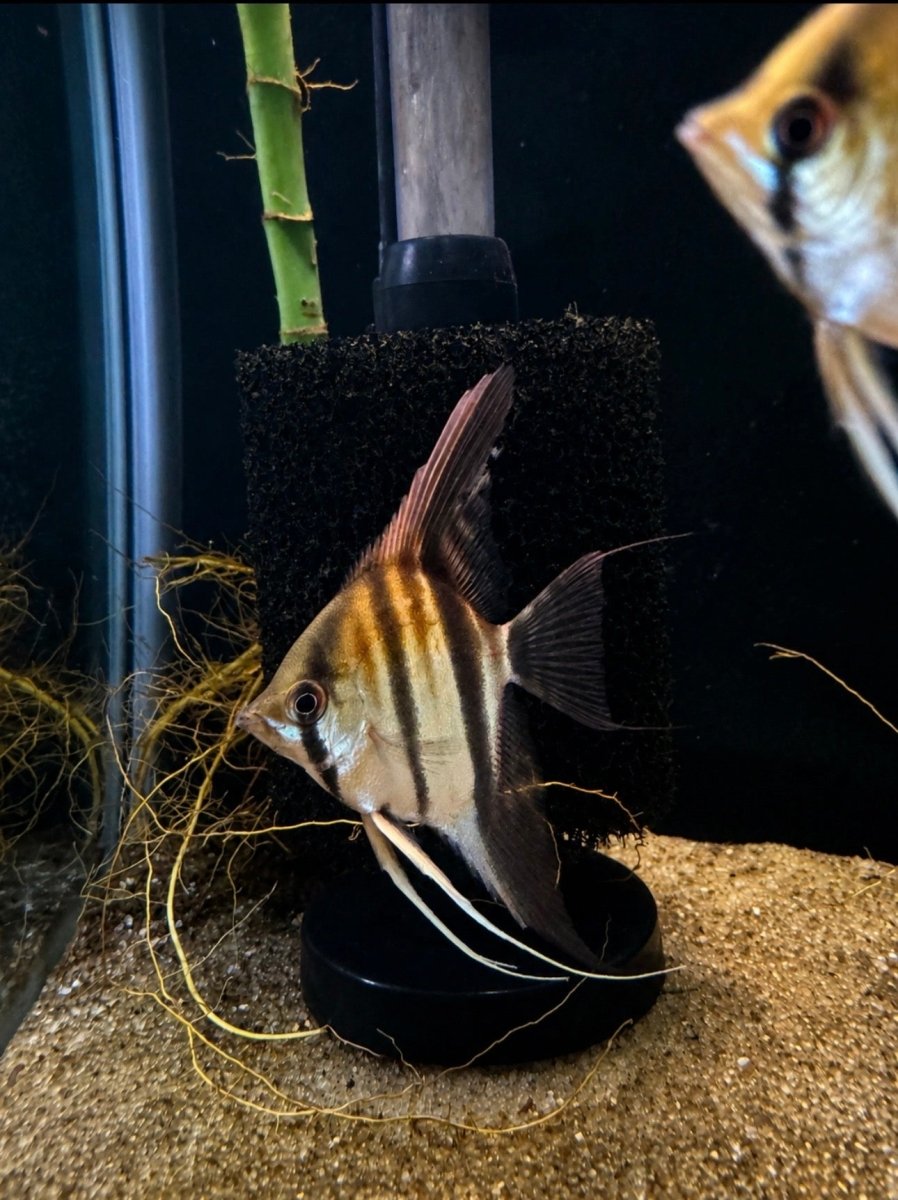 Manacapuru Angelfish (Pterophyllum scalare var. Manacapuru) freshwater fish for sale - Legacy Line Aquatics LLC