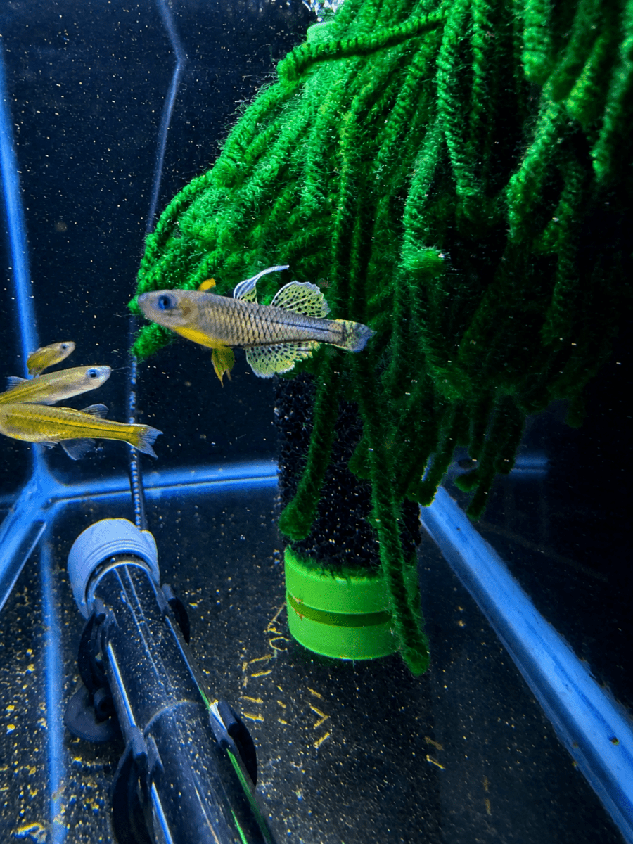 Blue Eye Gertrudae Rainbow (Pseudomugil gertrudae) freshwater fish for sale - Legacy Line Aquatics LLC