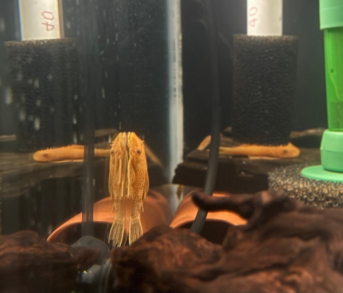 Bristlenose Pleco | Mixed-Color Line freshwater fish for sale - Legacy Line Aquatics LLC