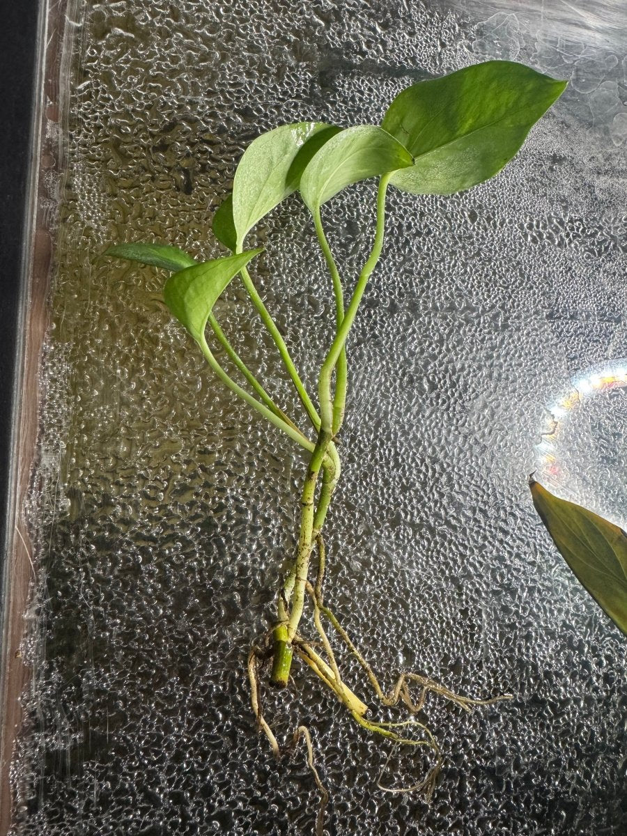 Aquarium Grown Pothos Water Rooted Cutting freshwater fish for sale - Legacy Line Aquatics LLC