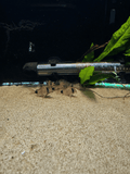 Panda Corydora (Hoplisoma Panda) freshwater fish for sale - Legacy Line Aquatics LLC