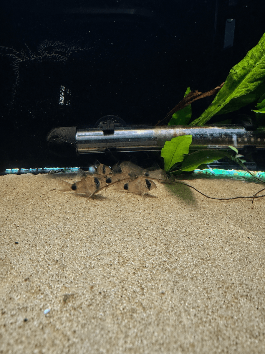 Panda Corydora (Hoplisoma Panda) freshwater fish for sale - Legacy Line Aquatics LLC