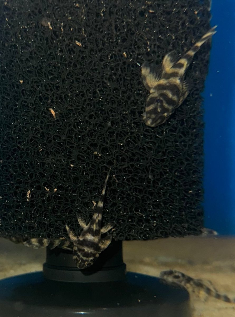 L052 Butterfly Pleco freshwater fish for sale - Legacy Line Aquatics LLC