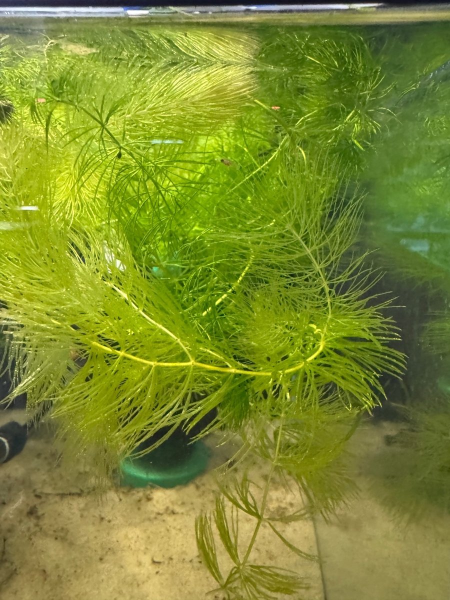 Hornwort freshwater fish for sale - Legacy Line Aquatics LLC