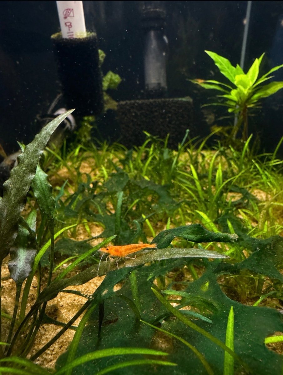 Neocaridina Orange Shrimp freshwater fish for sale - Legacy Line Aquatics LLC