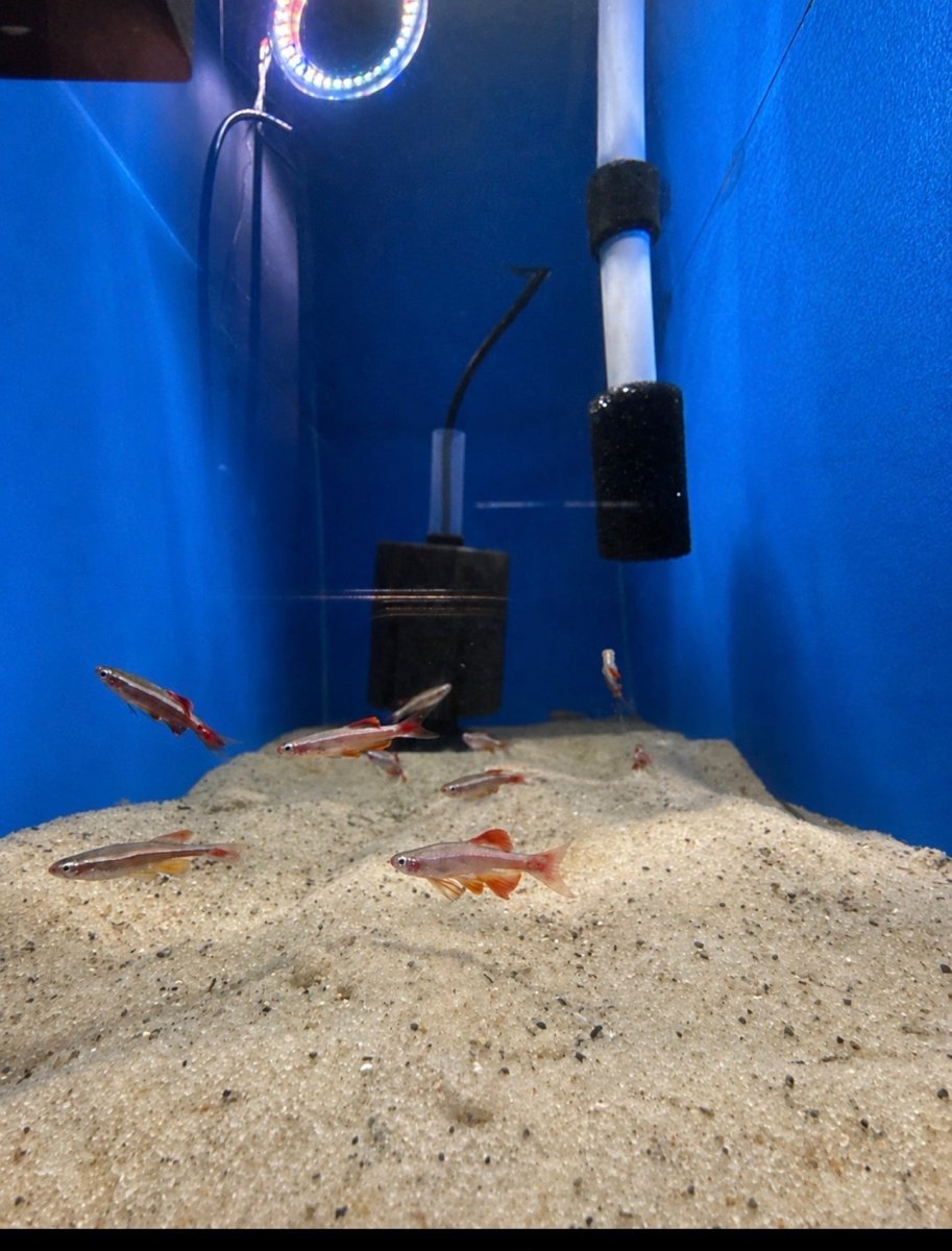 Longfin White Cloud Mountain Minnow (Tanichthys albonubes) freshwater fish for sale - Legacy Line Aquatics LLC