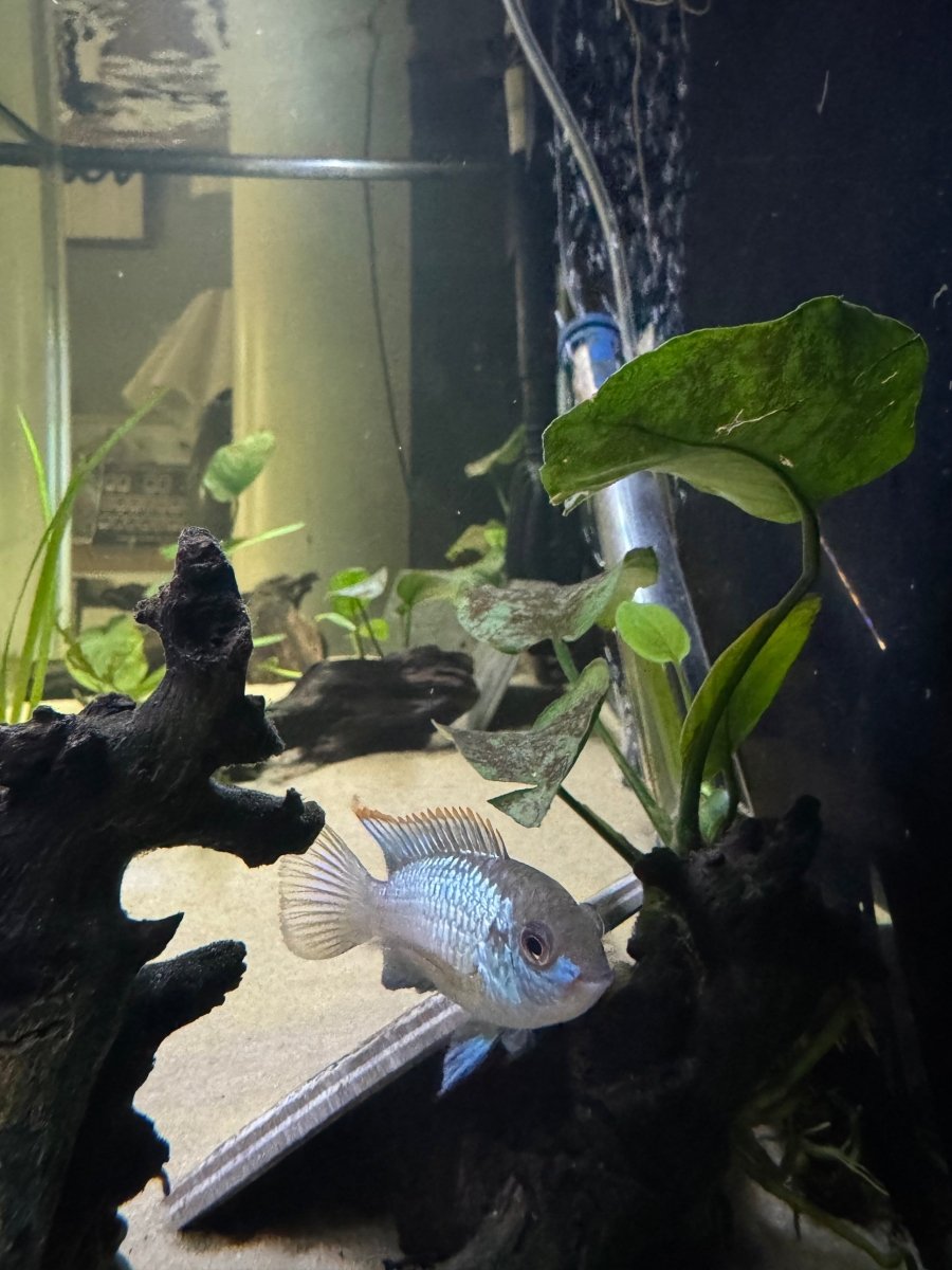 Electric Blue Acara (Andinoacara pulcher) freshwater fish for sale - Legacy Line Aquatics LLC