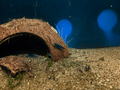 Neocaridina Blue Velvet Shrimp freshwater fish for sale - Legacy Line Aquatics LLC