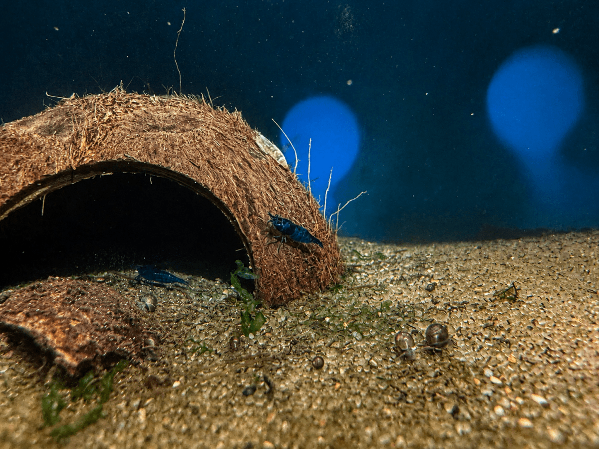 Neocaridina Blue Velvet Shrimp freshwater fish for sale - Legacy Line Aquatics LLC