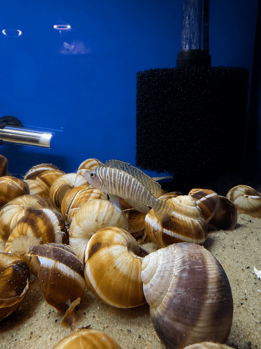 Neolamprologus Similis (Neolamprologus similis) freshwater fish for sale - Legacy Line Aquatics LLC
