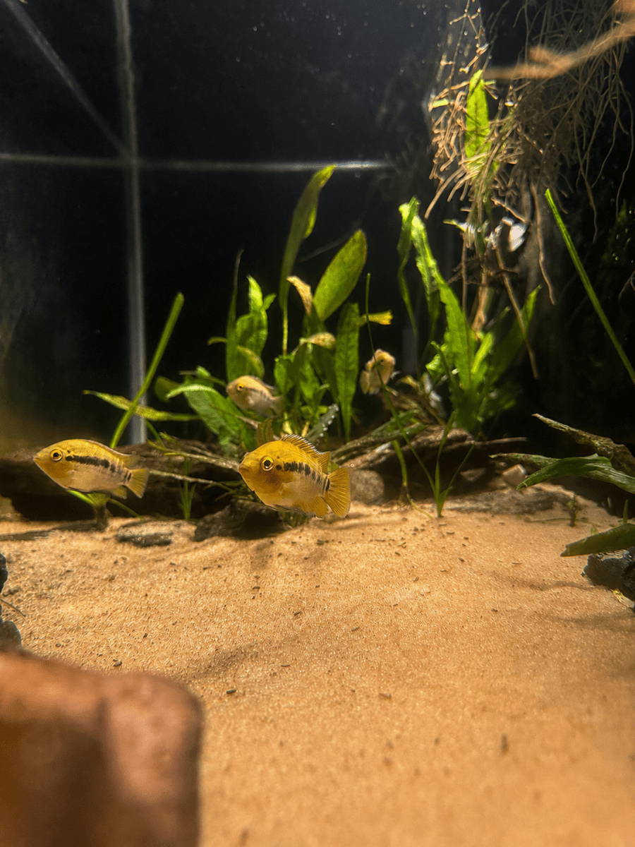 Rainbow Cichlid (Herotilapia multispinosa) freshwater fish for sale - Legacy Line Aquatics LLC