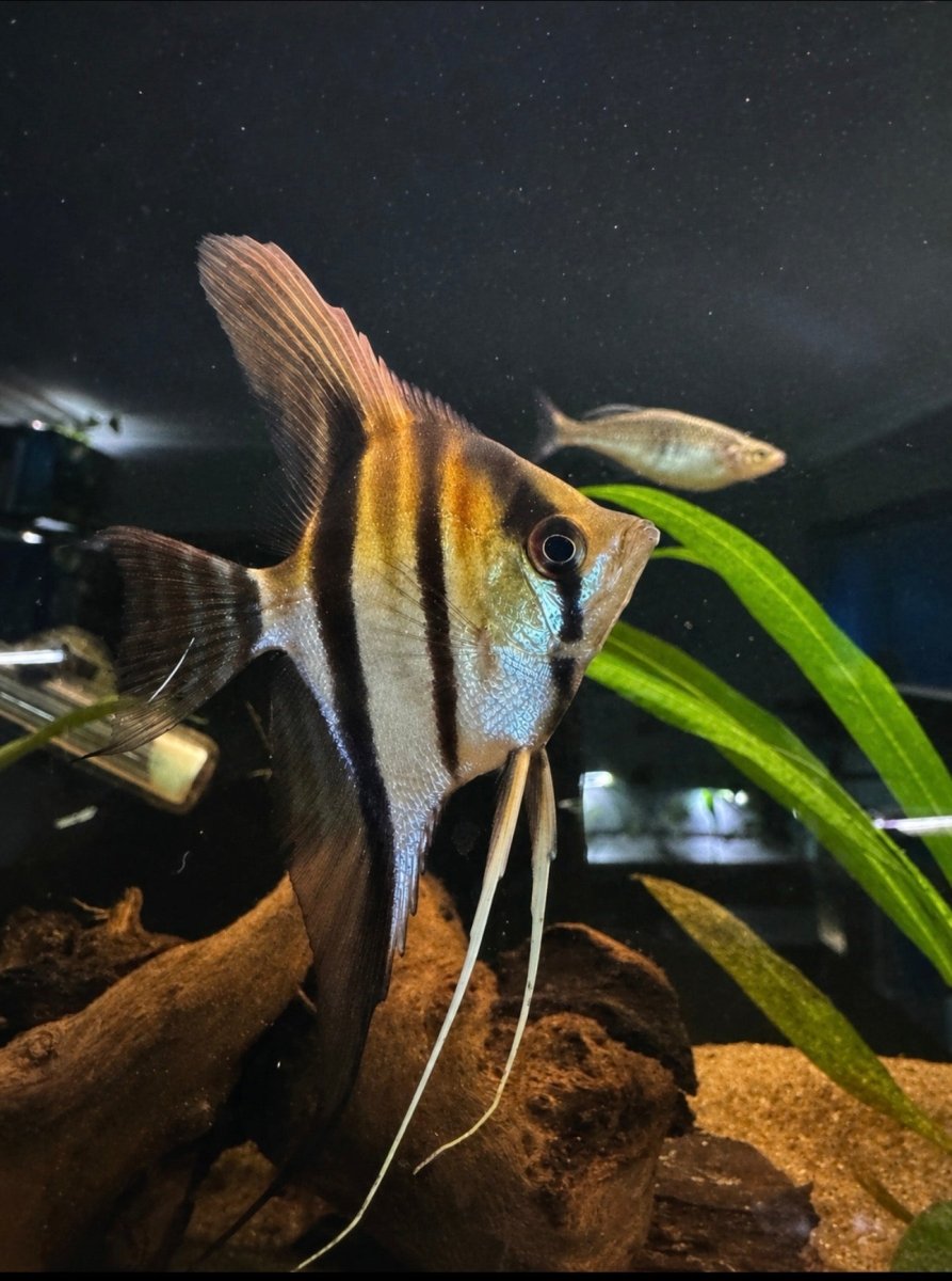 Manacapuru Angelfish (Pterophyllum scalare var. Manacapuru) freshwater fish for sale - Legacy Line Aquatics LLC