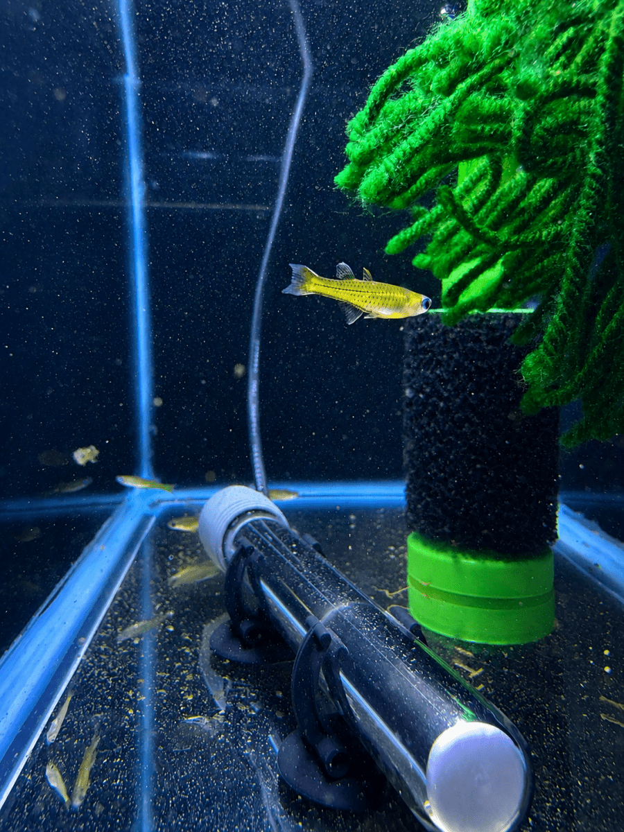 Blue Eye Gertrudae Rainbow (Pseudomugil gertrudae) freshwater fish for sale - Legacy Line Aquatics LLC