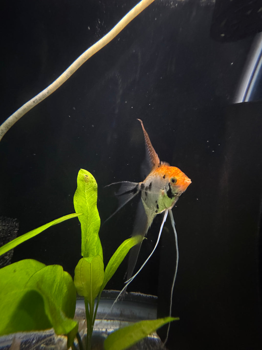 Koi Angelfish (Pterophyllum Scalare)