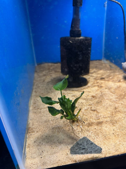 Anubias Nana Small freshwater fish for sale - Legacy Line Aquatics LLC