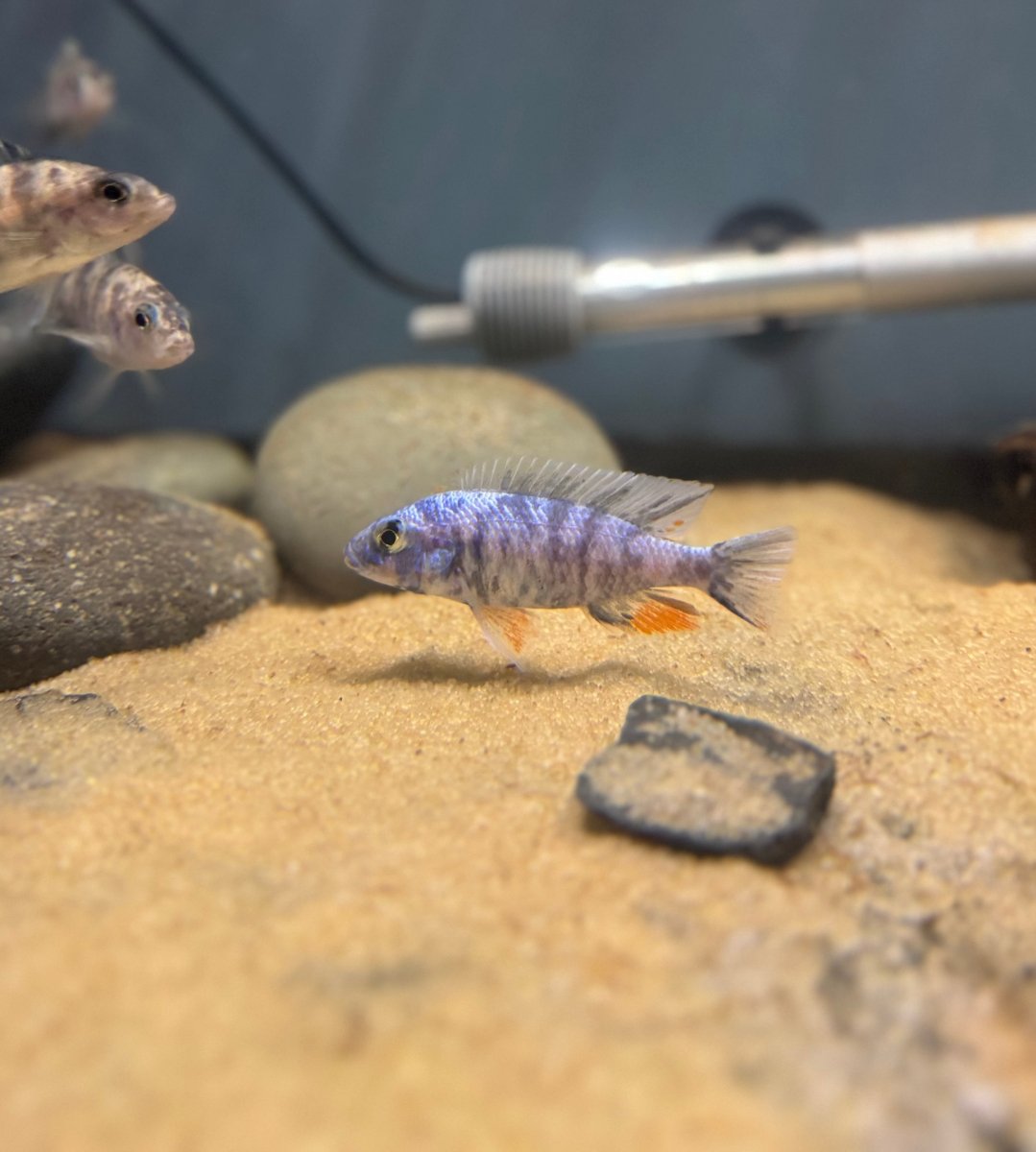 Blueberry OB Fryeri (Sciaenochromis fryeri) freshwater fish for sale - Legacy Line Aquatics LLC