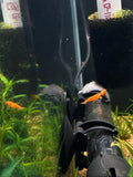 Neocaridina Orange Shrimp freshwater fish for sale - Legacy Line Aquatics LLC