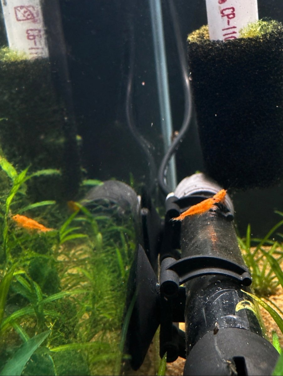 Neocaridina Orange Shrimp freshwater fish for sale - Legacy Line Aquatics LLC