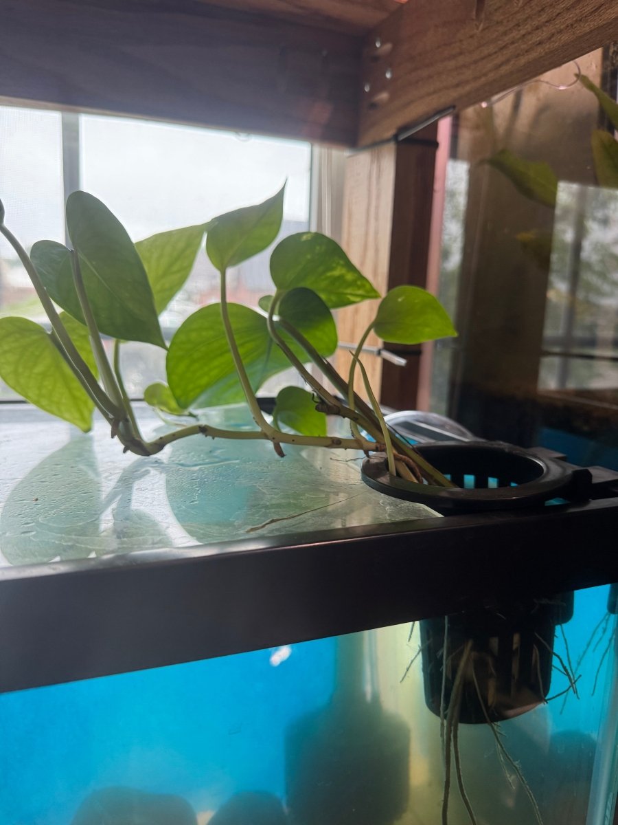 Aquarium Grown Pothos Water Rooted Cutting freshwater fish for sale - Legacy Line Aquatics LLC