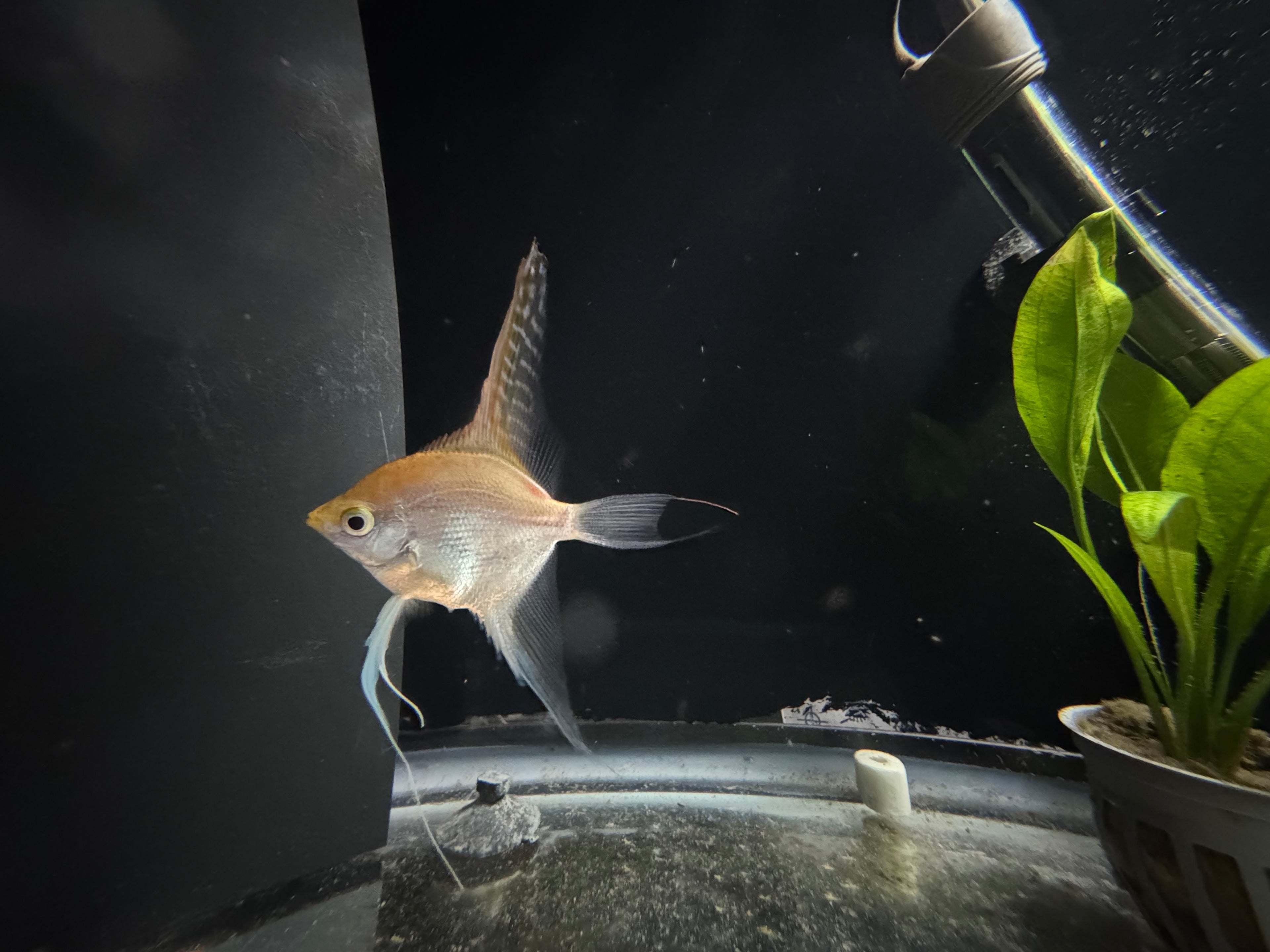 Koi Angelfish (Pterophyllum Scalare)