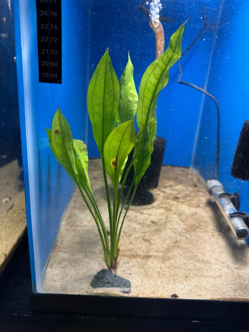 Amazon Sword freshwater fish for sale - Legacy Line Aquatics LLC