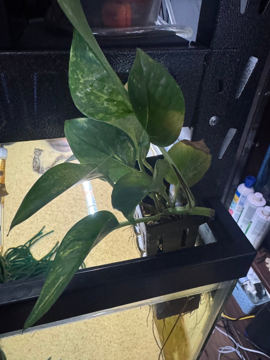 Aquarium Grown Pothos Water Rooted Cutting freshwater fish for sale - Legacy Line Aquatics LLC