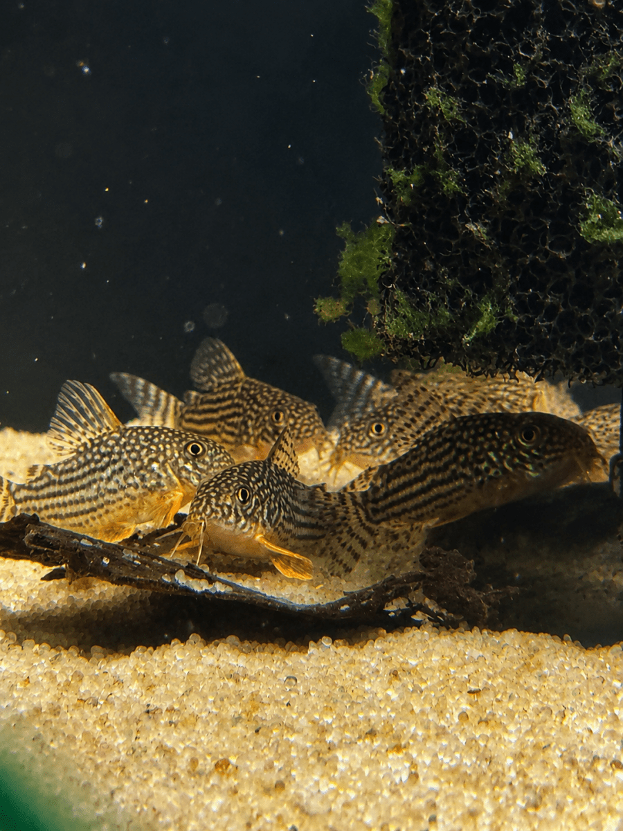 Sterbai Cory (Corydoras sterbai) freshwater fish for sale - Legacy Line Aquatics LLC