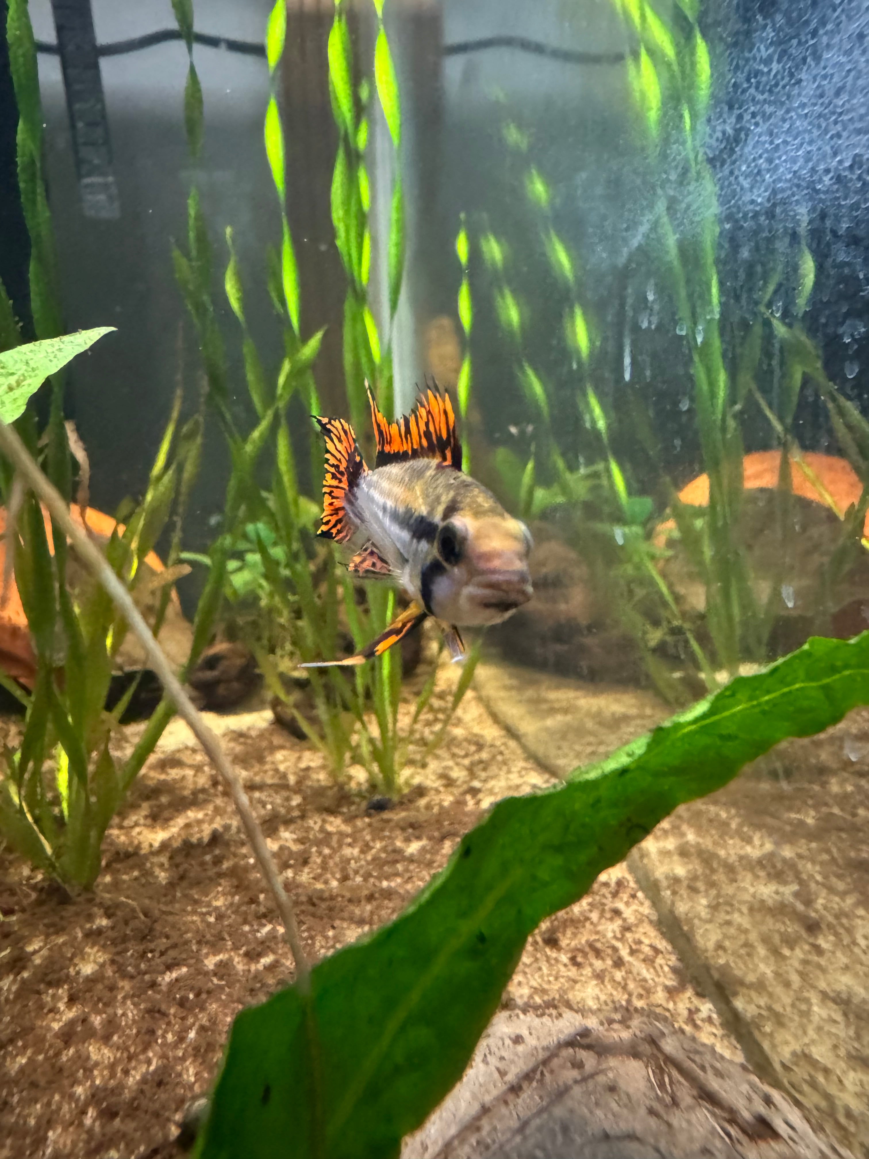 Male Apistogramma