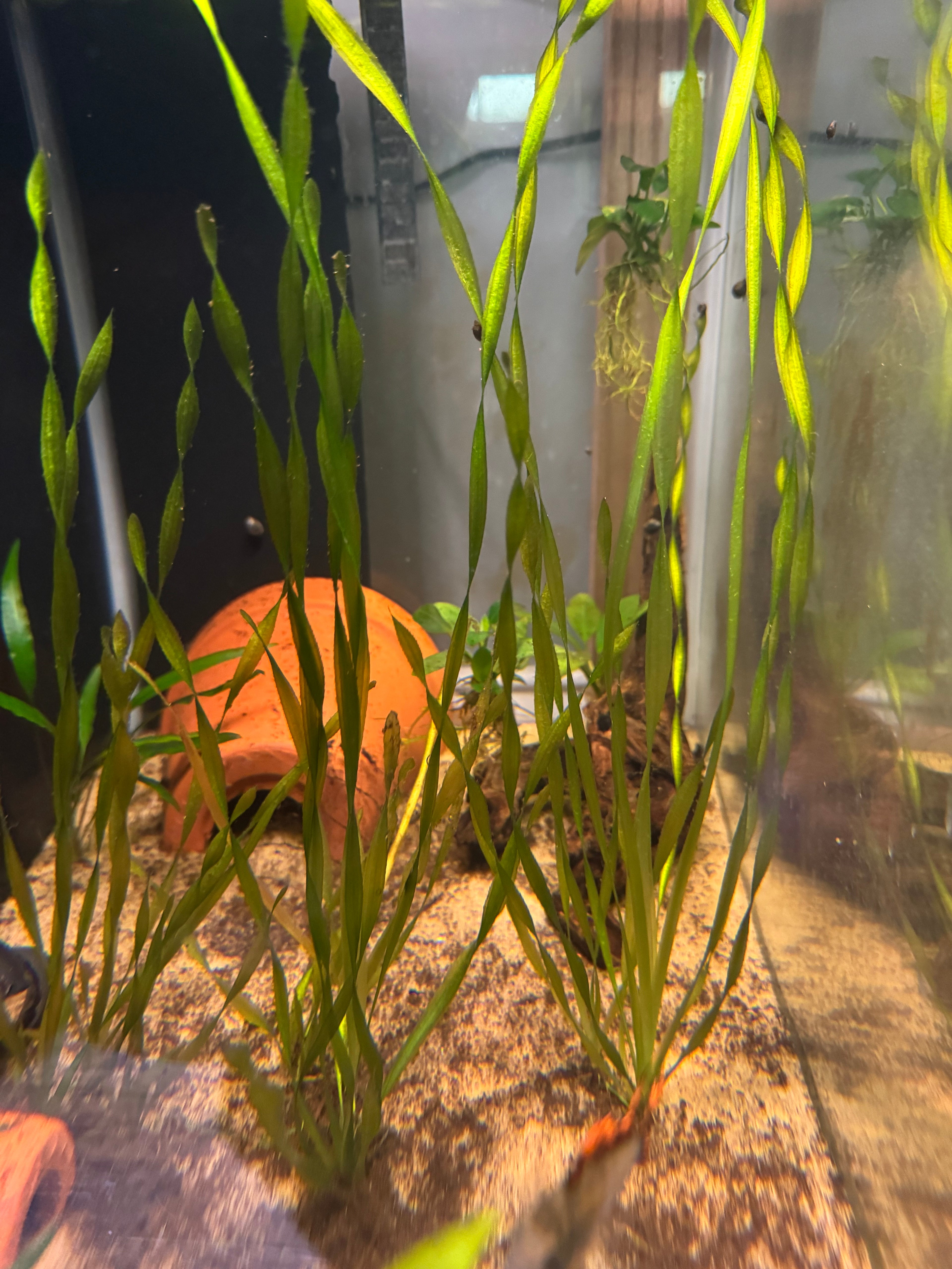 Corkscrew Vallisneria