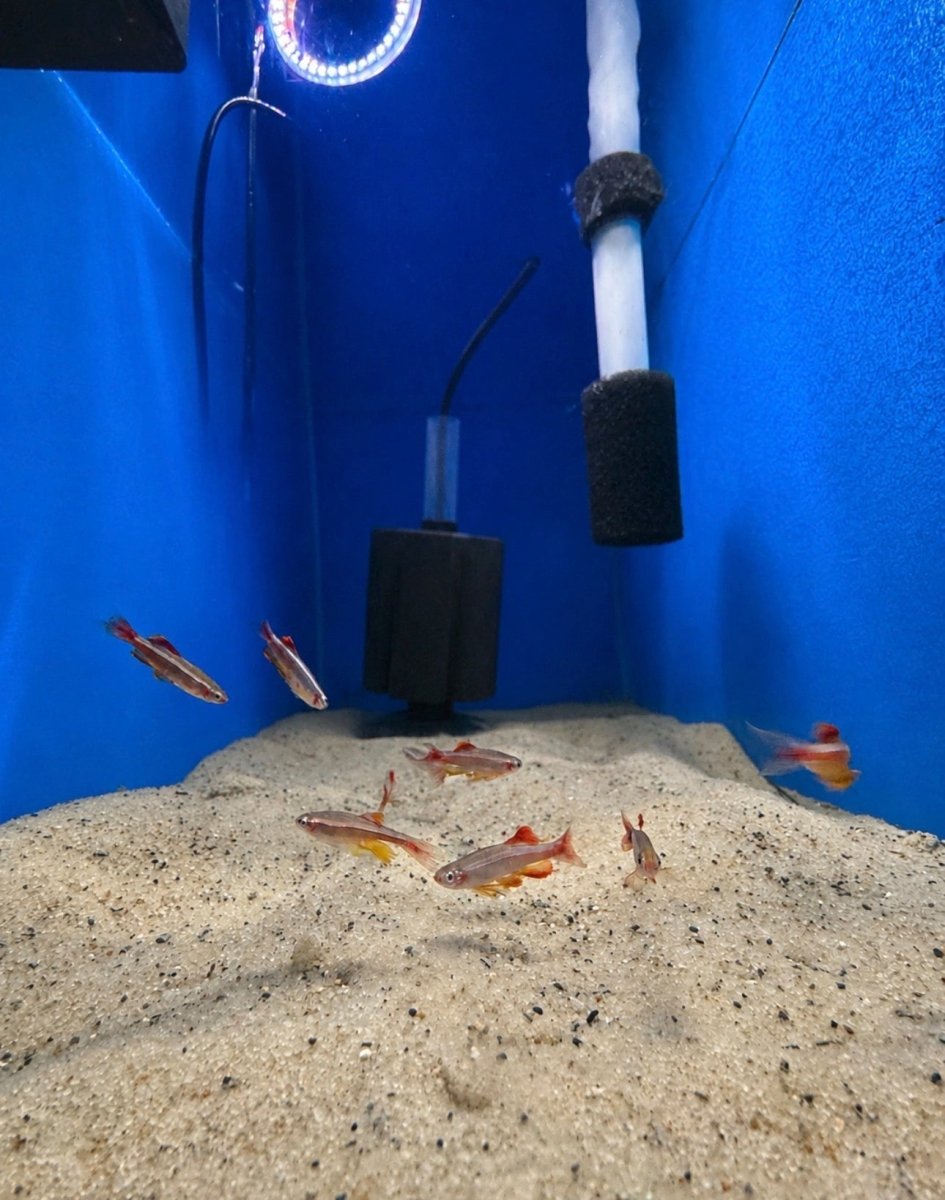 Longfin White Cloud Mountain Minnow (Tanichthys albonubes) freshwater fish for sale - Legacy Line Aquatics LLC