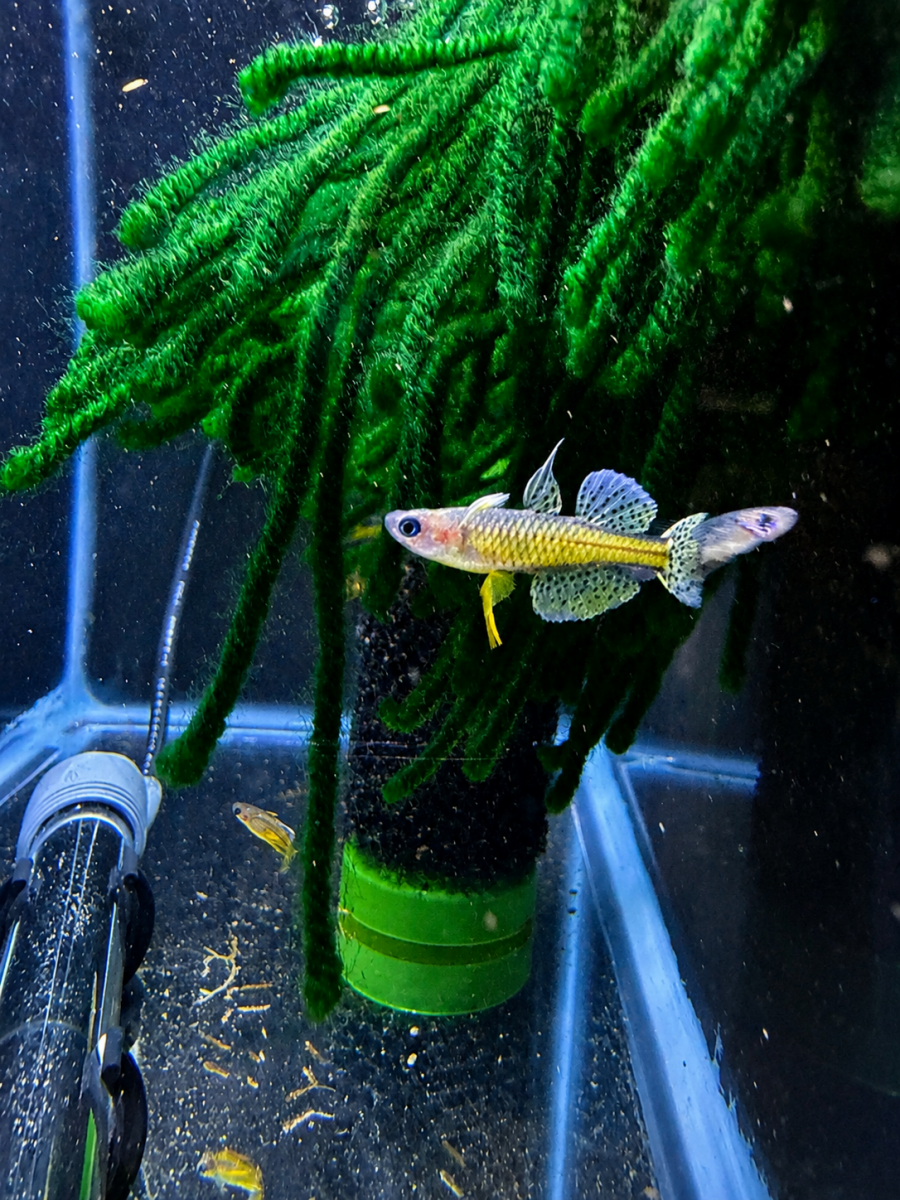Blue Eye Gertrudae Rainbow (Pseudomugil gertrudae) freshwater fish for sale - Legacy Line Aquatics LLC