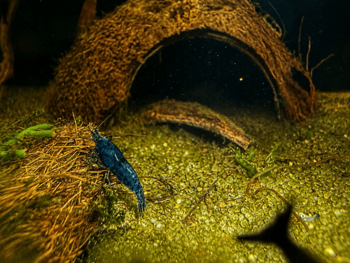 Neocaridina Blue Velvet Shrimp freshwater fish for sale - Legacy Line Aquatics LLC