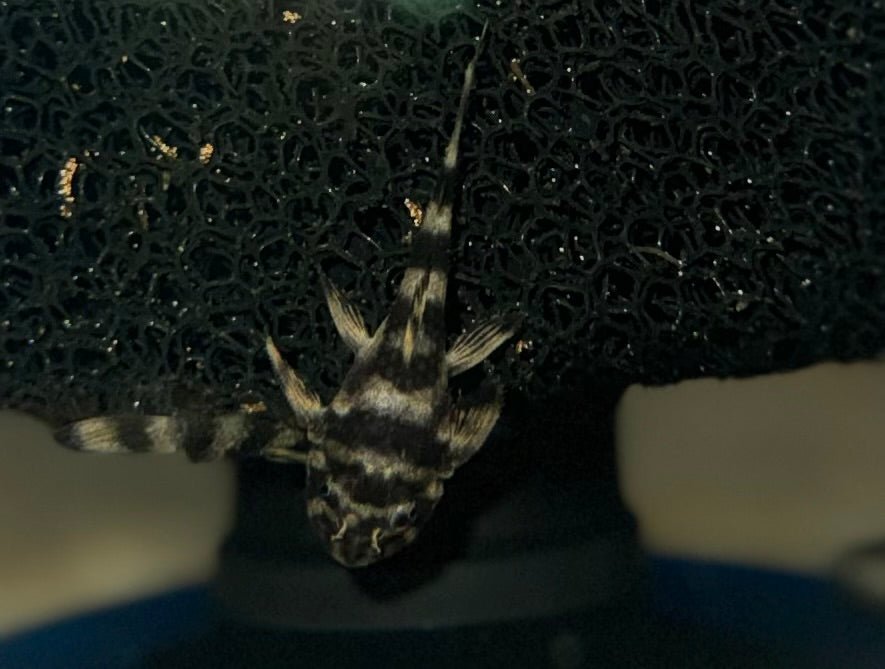 L052 Butterfly Pleco freshwater fish for sale - Legacy Line Aquatics LLC
