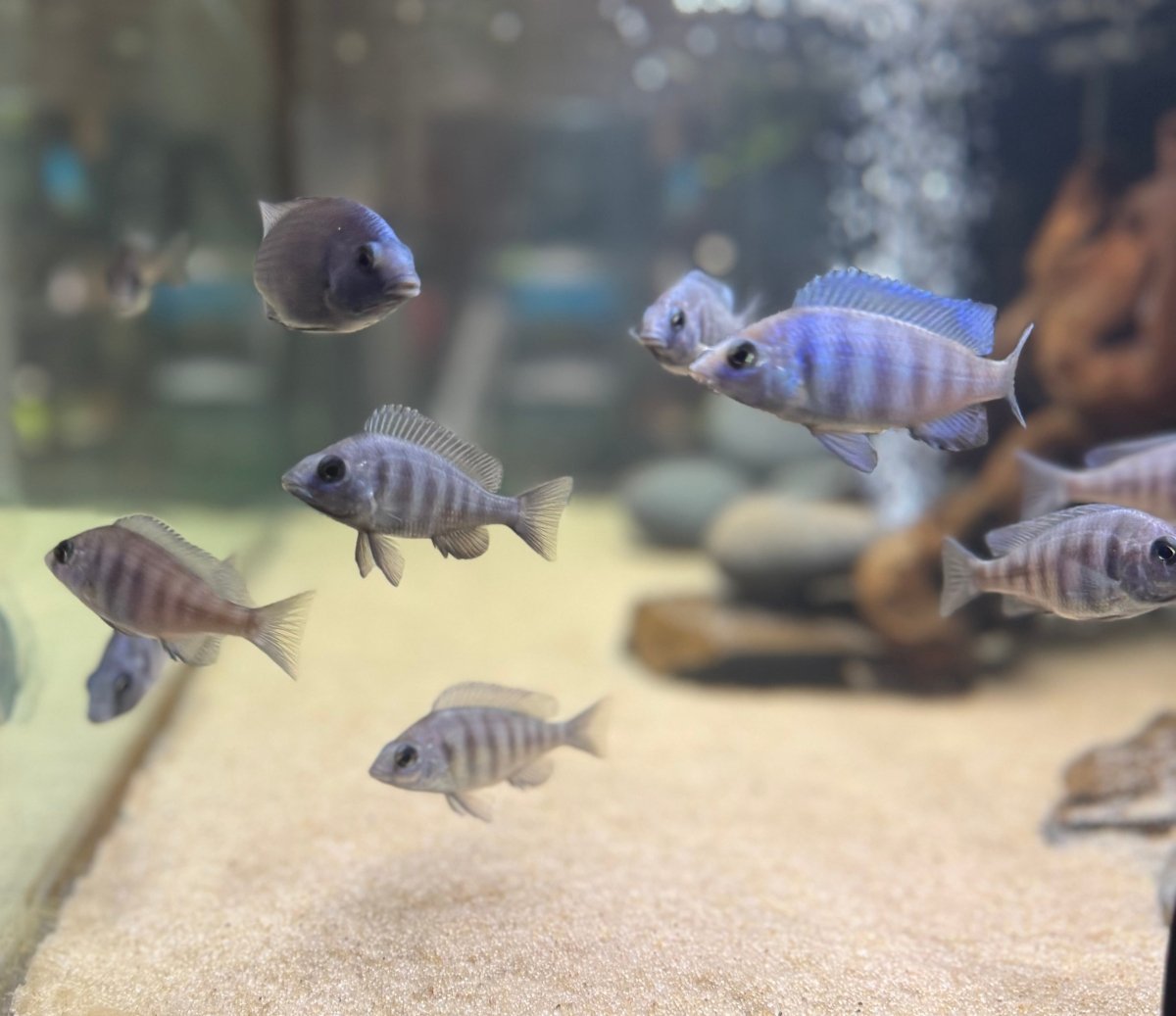 Star Sapphire (Placidochromis sp. “phenochilus Tanzania”) freshwater fish for sale - Legacy Line Aquatics LLC