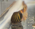 Zebra Nerite Snails freshwater fish for sale - Legacy Line Aquatics LLC