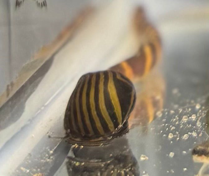 Zebra Nerite Snails freshwater fish for sale - Legacy Line Aquatics LLC